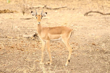 Impala in close up - Un impala prenant la pose