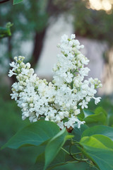 Lilac white flowers