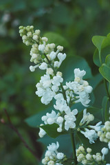 Lilac white flowers