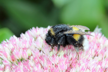 Un bourdon et rosée du matin