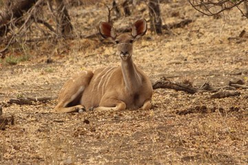 Impala in South Africa