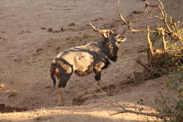 A nyala in the bush - Un Nyala mâle
