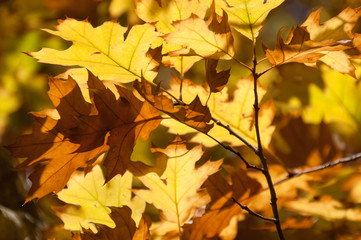 Naklejka na ściany i meble Bright golden yellow autumn leaves nature background