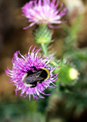 Close-up in vibrant colors of a Bumble Bee collecting pollen on thistle flower.