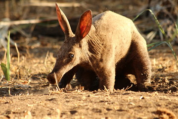A lonely Aardvark during the day