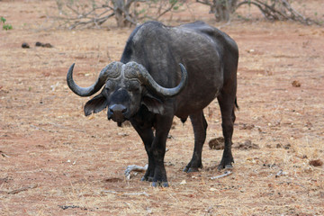 Kaffernbüffel -Botswana