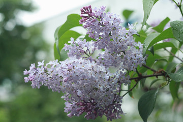 Lilac purple flowers