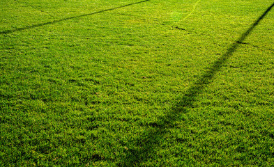 Beautiful green field background in the fresh morning day.