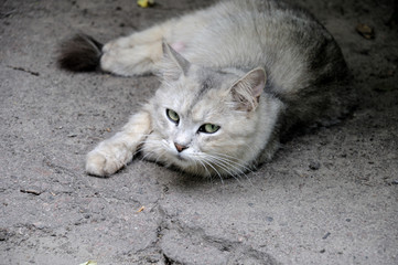 gray cat on gray asphalt in the yard