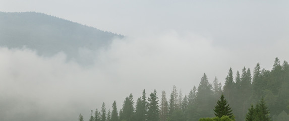 Coniferous forest in morning fog (mist), breathing mountains. Freshness and mystery.