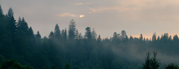 Naaldbos in ochtendmist (mist), ademende bergen. Versheid en mysterie.