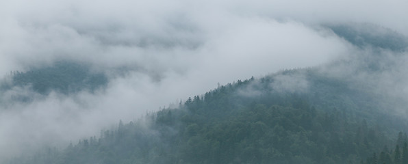 Coniferous forest in morning fog (mist), breathing mountains. Freshness and mystery.