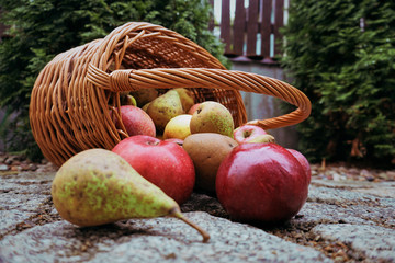 Ekologiczne, niedoskonałe jabłka i gruszki wysypujące się z wiklinowego koszyka na granitowy chodnik, zbliżenie. - obrazy, fototapety, plakaty