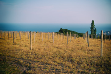 Grape field without trees. The bare pillars.