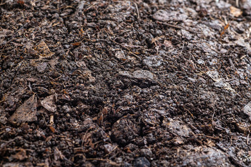 texture of organic soil, closeup macro