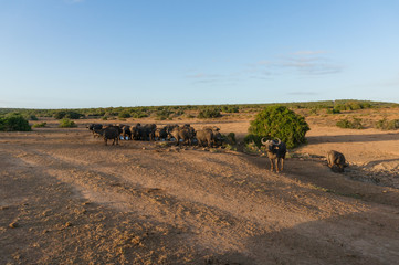 Obraz premium Herd of wild buffaloes at waterhole in Africa