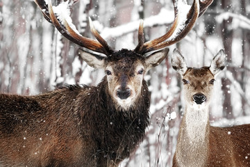 Noble deer male and female against the background of a beautiful winter snow forest.