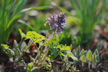 Flowering corydalis plants in forest. Lilac wild flowers.