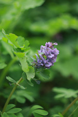 Flowering corydalis plants in forest. Lilac wild flowers.