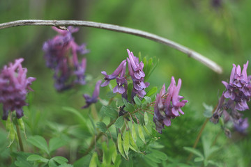 Flowering corydalis plants in forest. Lilac wild flowers.