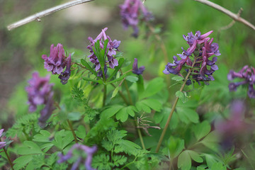 Flowering corydalis plants in forest. Lilac wild flowers.