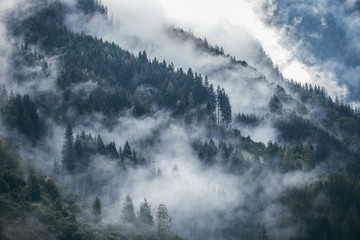 Fototapety  Gęsta poranna mgła w alpejskim krajobrazie z jodłami i górami.