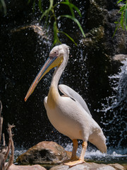 Pelican (Pelecanidae) large water bird