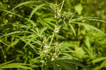 Lush fields of industrial hemp in summer