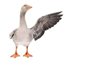 Goose points wing to side standing isolated on white background