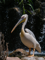 Pelican (Pelecanidae) large water bird