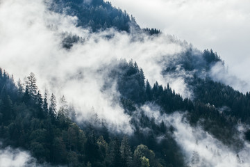 Dense morning fog in alpine landscape with fir trees and mountains. 