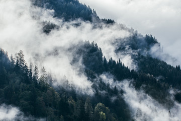 Dense morning fog in alpine landscape with fir trees and mountains. 