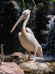 Pelican (Pelecanidae) large water bird