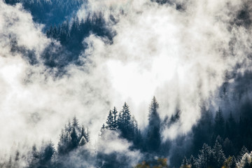Dense morning fog in alpine landscape with fir trees and mountains. 