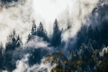 Panele Szklane  Gęsta poranna mgła w alpejskim krajobrazie z jodłami i górami.