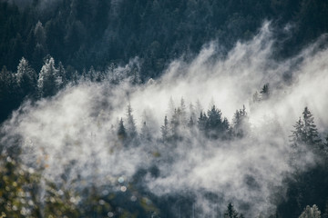 Obraz na płótnie Canvas Dense morning fog in alpine landscape with fir trees and mountains. 