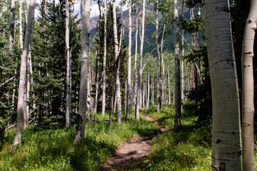 Hiking trail through forest with white trunks of quaking aspen trees in Maroon Bellls National Park near Aspen in Colorado.