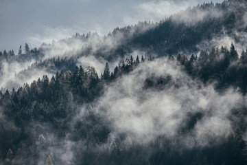 Dense morning fog in alpine landscape with fir trees and mountains. 