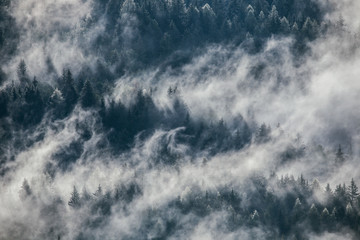 Dense morning fog in alpine landscape with fir trees and mountains. 