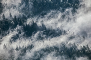 Dense morning fog in alpine landscape with fir trees and mountains. 