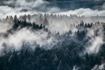 Brouillard matinal dense dans un paysage alpin avec des sapins et des montagnes.