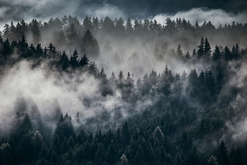 Gęsta poranna mgła w alpejskim krajobrazie z jodłami i górami. - 288654273