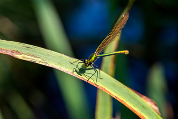 Fototapeta premium Libellule