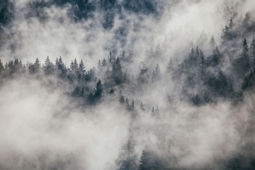 Fototapeta na wymiar Dense morning fog in alpine landscape with fir trees and mountains. 