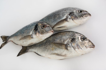 Pesci sfondo bianco