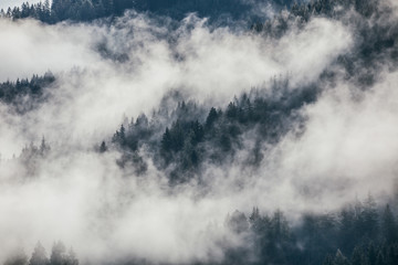 Dense morning fog in alpine landscape with fir trees and mountains. 