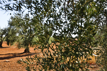 Spanish olives tree and landscape