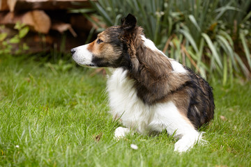 Border Collie