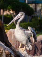 Pelican (Pelecanidae) large water bird