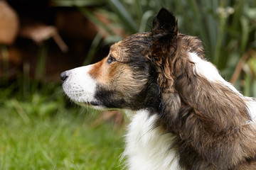 Border Collie